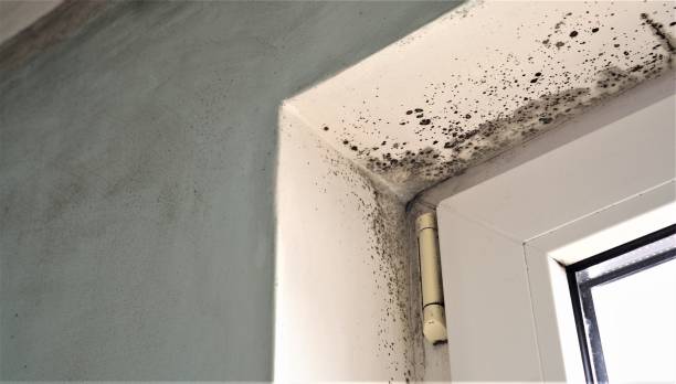 Best Mold Removal for HVAC Installations  in Montclair State University, NJ