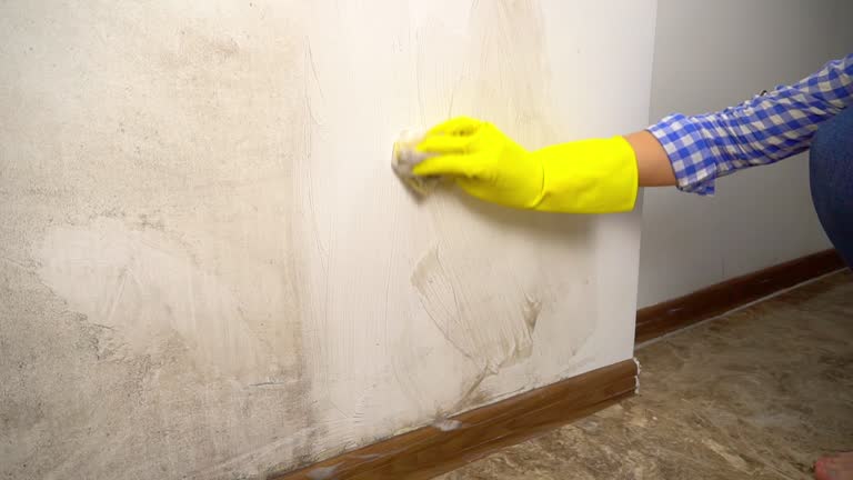 Best Basement Mold Removal  in Montclair State University, NJ