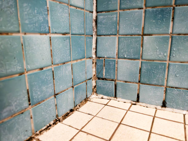 Best Environmental Consulting for Mold Prevention  in Montclair State University, NJ