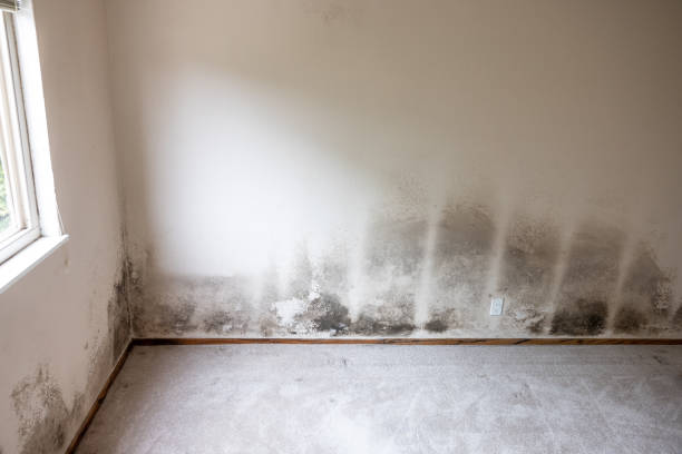 Best Black Mold Removal  in Montclair State University, NJ