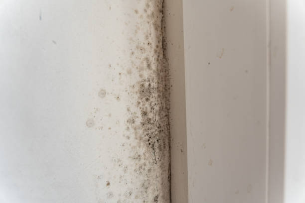 Best Airborne Mold Testing  in Montclair State University, NJ