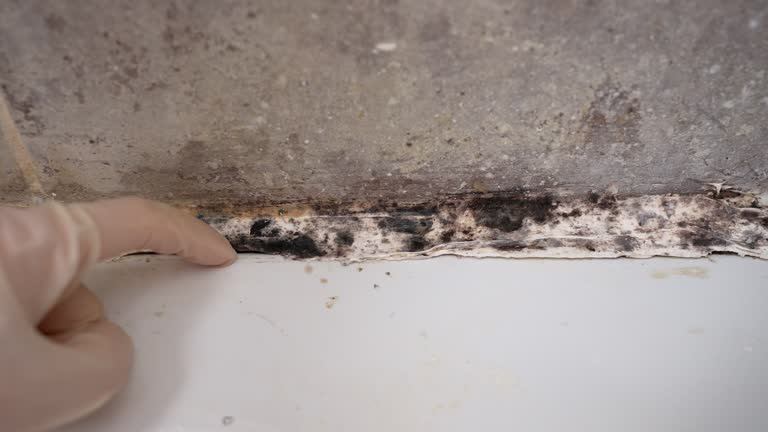 Best Post-Construction Mold Inspection  in Montclair State University, NJ